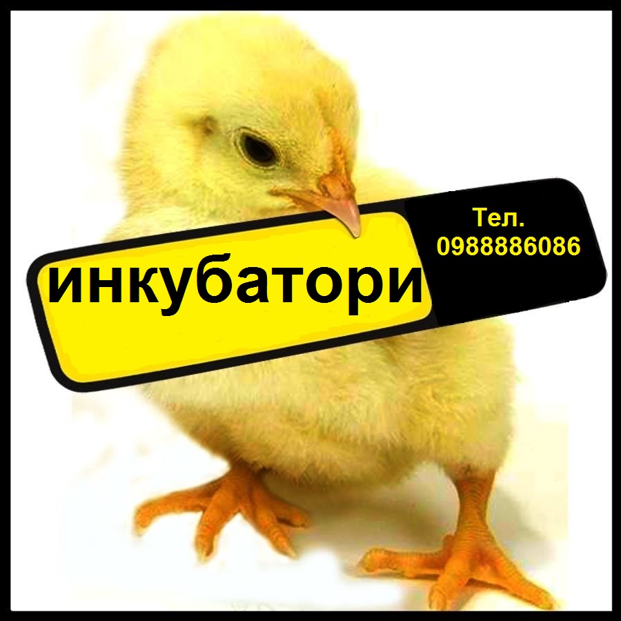 Инкубатори за люпене на яйца 10_1477470557 Инкубатори за люпене на яйца 10_1477470557