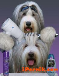 Грууминг студио 