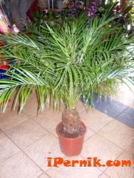 Рубелини 1362141909