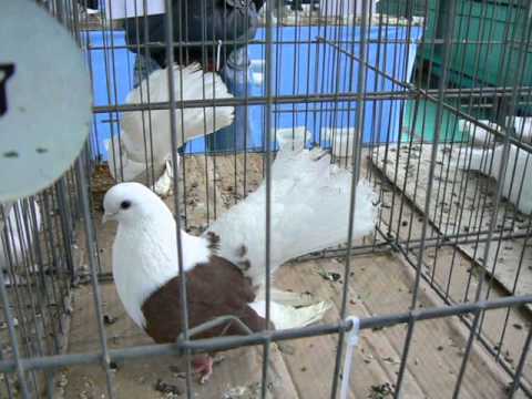 See video